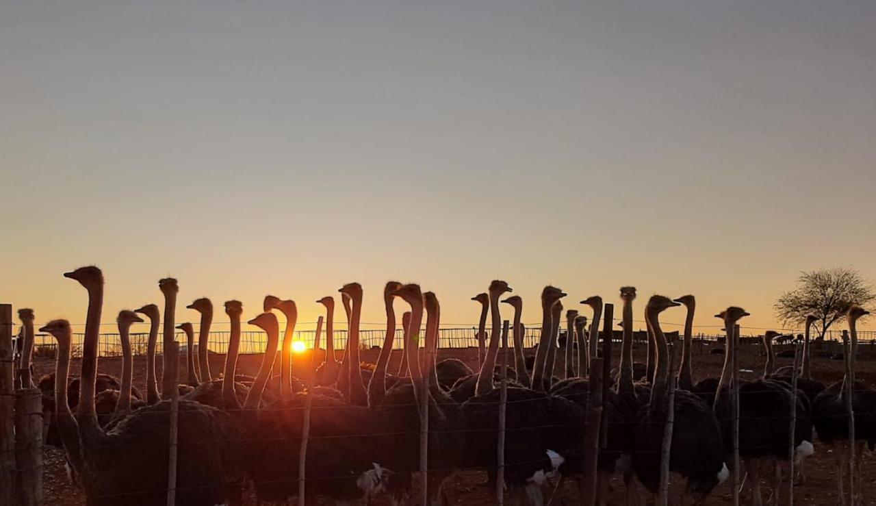 Apartament Pureplaas Self Catering Volmoed Oudtshoorn Klein Karoo Zewnętrze zdjęcie