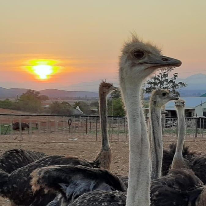 Apartament Pureplaas Self Catering Volmoed Oudtshoorn Klein Karoo Zewnętrze zdjęcie