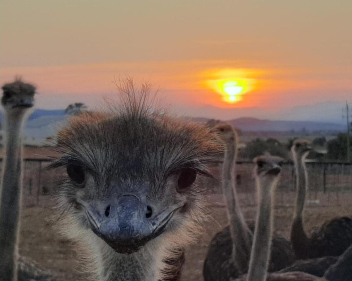 Apartament Pureplaas Self Catering Volmoed Oudtshoorn Klein Karoo Zewnętrze zdjęcie